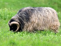 Sheep 23, Ovis Aries, Heidschnucke, Saxifraga-Bart Vastenhouw
