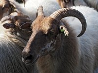 Sheep 24, Drenths heideschaap, Saxifraga-Hans Dekker