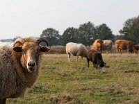 Sheep 25, Drenths heideschaap, Saxifraga-Hans Dekker