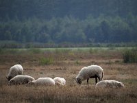Sheep 26, Drenths heideschaap, Saxifraga-Hans Dekker