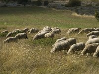 Sheep 3, F, Hautes Alpes, Noyer, Col de Noyer, Saxifraga-Jan van der Straaten