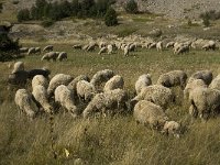 Sheep 4, F, Hautes Alpes, Noyer, Col de Noyer, Saxifraga-Jan van der Straaten