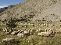 Sheep 5, F, Hautes Alpes, Noyer, Col de Noyer, Saxifraga-Jan van der Straaten