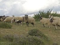 Sheep-Crete 10, Saxifraga-Willem van Kruijsbergen