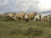 Sheep-Crete 11, Saxifraga-Willem van Kruijsbergen