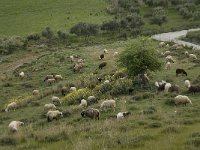 Sheep-Crete 13, Saxifraga-Willem van Kruijsbergen