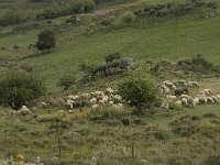 Sheep-Crete 6, Saxifraga-Willem van Kruijsbergen