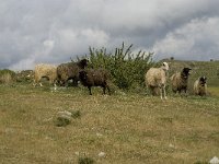 Sheep-Crete 8, Saxifraga-Willem van Kruijsbergen