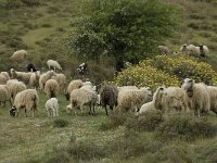 Sheep-Crete 9, Saxifraga-Willem van Kruijsbergen