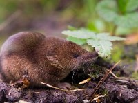 Common shrew (Sorex araneus) close up  Common shrew (Sorex araneus) close up : Common shrew, Sorex, alive, animal, araneus, background, brown, chipmunk, common, cute, ears, environment, floor, fluffy, forest, fur, gray, grey, ground, habitat, hair, hairy, hamster, insectivore, life, macro, mammal, mouse, natural, nature, outdoor, paw, pet, portrait, primitive, rat, rodent, safari, science, shrew, side, small, squirrel, tail, view, wild, wildlife