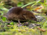 Common shrew (Sorex araneus) smelling for food  Common shrew (Sorex araneus) smelling for food : Common shrew, Sorex, alive, animal, araneus, background, brown, chipmunk, common, cute, ears, environment, floor, fluffy, forest, fur, gray, grey, ground, habitat, hair, hairy, hamster, insectivore, life, macro, mammal, mouse, natural, nature, outdoor, paw, pet, portrait, primitive, rat, rodent, safari, science, shrew, side, small, squirrel, tail, view, wild, wildlife
