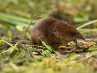 Common shrew (Sorex araneus) eating worm  Common shrew (Sorex araneus) eating worm : Common shrew, Sorex, alive, animal, araneus, background, brown, chipmunk, common, cute, ears, eating, environment, floor, fluffy, forest, fur, gray, grey, ground, habitat, hair, hairy, hamster, insectivore, life, macro, mammal, mouse, natural, nature, outdoor, paw, pet, portrait, primitive, rat, rodent, safari, science, shrew, side, small, squirrel, tail, view, wild, wildlife, worm