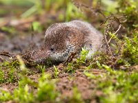 Pygmy shrew is hiding  Pygmy shrew is hiding in moss : Eurasian, Sorex, alive, animal, background, brown, cute, ears, environment, fauna, floor, fluffy, forest, fur, gray, grey, ground, habitat, hair, hairy, insectivore, life, macro, mammal, minutus, mouse, natural, nature, outdoor, pet, portrait, primitive, pygmy, shrew, side, small, tail, view, wild, wildlife