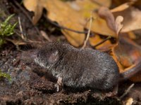 Eurasian pygmy shrew in habitat  Eurasian pygmy shrew in natural habitat : Eurasian, Sorex, alive, animal, background, brown, cute, ears, environment, fauna, floor, fluffy, forest, fur, gray, grey, ground, habitat, hair, hairy, insectivore, life, macro, mammal, minutus, mouse, natural, nature, outdoor, pet, portrait, primitive, pygmy, shrew, side, small, tail, view, wild, wildlife