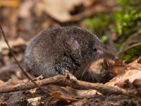 Eurasian pygmy shrew in forest  Eurasian pygmy shrew on forest floor : Eurasian, Sorex, alive, animal, background, brown, cute, ears, environment, fauna, floor, fluffy, forest, fur, gray, grey, ground, habitat, hair, hairy, insectivore, life, macro, mammal, minutus, mouse, natural, nature, outdoor, pet, portrait, primitive, pygmy, shrew, side, small, tail, view, wild, wildlife