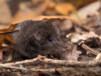 Pygmy Shrew  The Eurasian Pygmy Shrew is one of the smallest mammals in the world : Eurasian, Sorex, alive, animal, background, brown, cute, ears, environment, fauna, floor, fluffy, forest, fur, gray, grey, ground, habitat, hair, hairy, insectivore, life, macro, mammal, minutus, mouse, natural, nature, outdoor, pet, portrait, primitive, pygmy, shrew, side, small, tail, view, wild, wildlife