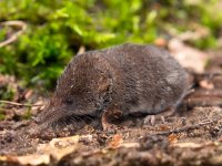 The Eurasian Pygmy Shrew  The Eurasian Pygmy Shrew is one of the smallest mammals in the world : Eurasian, Sorex, alive, animal, background, brown, cute, ears, environment, fauna, floor, fluffy, forest, fur, gray, grey, ground, habitat, hair, hairy, insectivore, life, macro, mammal, minutus, mouse, natural, nature, outdoor, pet, portrait, primitive, pygmy, shrew, side, small, tail, view, wild, wildlife