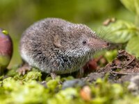 Eurasian pygmy shrew natural habitat  Eurasian pygmy shrew (Sorex minutus) mouse in natural habitat. This is one of the smallest mammals in the world. : Eurasian, Netherlands, Sorex, adorable, alive, animal, background, beautiful, brown, closeup, cute, ears, environment, europe, european, fauna, floor, fluffy, forest, funny, gray, grey, ground, habitat, hair, hairy, insectivore, landscape, life, looking, macro, mammal, minutus, mouse, natural, nature, outdoor, pet, portrait, primitive, pygmy, rodent, shrew, side, small, tail, view, wild, wildlife
