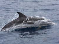 Stenella coeruleoalba 2, Gestreepte dolfijn, Saxifraga-Bart Vastenhouw