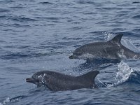 Stenella frontalis 1, Atlantische gevlekte dolfijn, Saxifraga-Rik Kruit