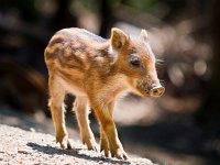Wild boar piglet  Young Wild Boar (Sus scrofa) is walking in the sun : animal, boar, brown, charge, cold, cute, dangerous, dark, ecology, essen, europe, fell, female, forest, fur, hardy, holland, hunted, juvenile, little, mammal, natural, nature, nobody, one animal, pig, piglet, pigling, running, small, snout, spring, summer, sus scrofa, swine, teeth, wild, wildlife, young