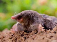 Mole (Talpa europaea) in Natural Environment  The European mole or Common Mole is a mammal of the order Soricomorpha : animal, background, black, blind, brown, closeup, cute, dangerous, dig, digger, environment, europaea, europe, european, excavate, face, fauna, field, front, fur, grass, green, ground, habitat, insectivore, landscape, macro, mammal, mole, molehill, mound, mouse, natural, nature, nose, outdoor, pest, portrait, raised, rodent, shovel, shuffles, small, sniff, snout, talpa, underground, wild, wildlife