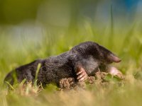 Wild Mole (Talpa europaea) in a Field of Grass  The European mole or Common Mole is a mammal of the order Soricomorpha : animal, background, black, blind, brown, closeup, cute, dangerous, dig, digger, environment, europaea, europe, european, excavate, face, fauna, field, front, fur, grass, green, ground, habitat, insectivore, landscape, macro, mammal, mole, molehill, mound, mouse, natural, nature, nose, outdoor, pest, portrait, raised, rodent, shovel, shuffles, small, sniff, snout, talpa, underground, wild, wildlife