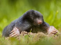 Wild Mole (Talpa europaea) in Natural Habitat  The European mole or Common Mole is a mammal of the order Soricomorpha : animal, background, black, blind, brown, closeup, cute, dangerous, dig, digger, environment, europaea, europe, european, excavate, face, fauna, field, front, fur, grass, green, ground, habitat, insectivore, landscape, macro, mammal, mole, molehill, mound, mouse, natural, nature, nose, outdoor, pest, portrait, raised, rodent, shovel, shuffles, small, sniff, snout, talpa, underground, wild, wildlife