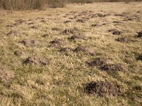 Molshopen in grasland  Molehills in grassland