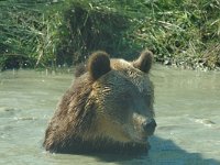 Ursus arctos, Brown Bear