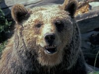 Ursus arctos 14, Bruine beer, Saxifraga-Jan van der Straaten
