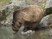 Ursus arctos 18, Bruine beer, Saxifraga-Martin Mollet