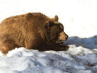 Ursus arctos 29, Bruine beer, Saxifraga-Jan Nijendijk