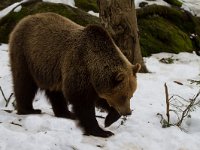 Ursus arctos 35, Bruine beer, Saxifraga-Jan Nijendijk