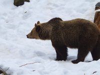 Ursus arctos 36, Bruine beer, Saxifraga-Jan Nijendijk