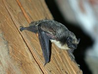 Vespertilio murinus, Parti-coloured Bat