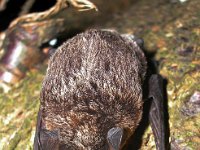Vespertilio murinus 2, Tweekleurige vleermuis, Saxifraga-Bart Vastenhouw