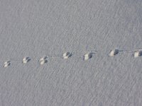 Vossespoor  Vossespoor in sneeuw : Vulpus vulpus