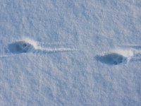 Vossespoor  Vossespoor in sneeuw : Vulpus vulpus