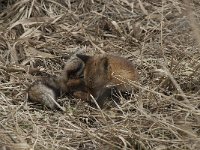 Vulpes vulpes 67, Vos, Saxifraga-Willem van Kruijsbergen