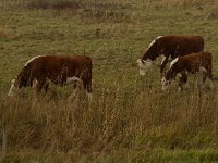 Witrik cattle