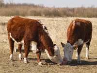 Witrik cattle 2, Saxifraga-Jan Nijendijk