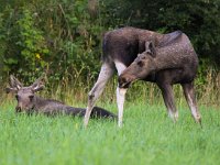 Alces alces 21, Eland, Saxifraga-Bart Vastenhouw