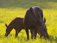 Alces alces 26, Eland, Saxifraga-Bart Vastenhouw