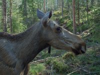 Alces alces 1, Eland, female, Saxifraga-Willem van Kruijsbergen