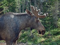 Alces alces 10, Eland, male, Saxifraga-Willem van Kruijsbergen