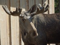 Alces alces 11, Eland, male,  Saxifraga-Willem van Kruijsbergen