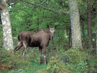 Alces alces 12, Eland, Saxifraga-Janus Verkerk