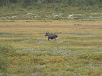 Alces alces 14, Eland, Saxifraga-Martin Mollet