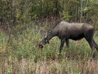 Alces alces 19, Eland, Saxifraga-Martin Mollet